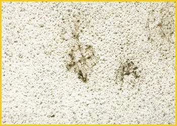 Boynton Beach Emergency Restoration Boynton Beach, FL 561-318-3425 Boynton Beach Emergency Restoration Boynton Beach, FL 561-318-3425 - mold-side